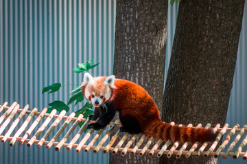 Red panda sitting on a bridge on a sunny summer day at the John Ball Zoo