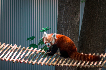 Red panda sitting on a bridge on a sunny summer day