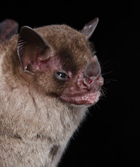A Brazilian bat, the little yellow-shouldered bat (Sturnira lilium) is a bat species from South and Central America. This species is a frugivore and an effective seed disperser.