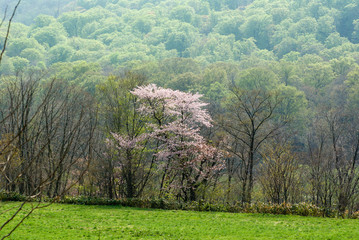 Fototapeta premium 春の霞 北海道の風景