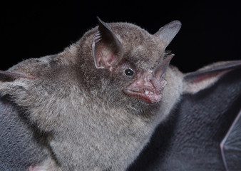 Seba's short-tailed bat (Carollia perspicillata) is a common and widespread bat species in the family Phyllostomidae.They are found in Central America, South America, and in the Antilles islands.