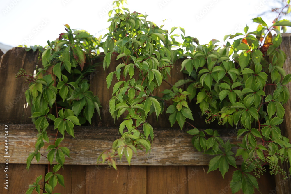 Wall mural green climbing plants on a wooden fence. green hedge.