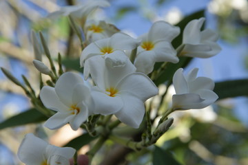 Fototapeta na wymiar white plumeria flower on a branch blooms in spring against a blue sky