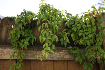 green climbing plants on a wooden fence. Green hedge.