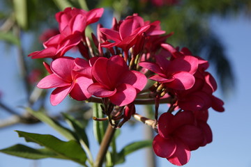 pink plumeria flowers against a blue sky. Tropical exotic plants and flowers background, pattern.