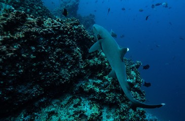 whitetip reef shark.