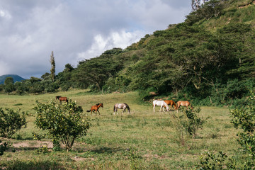 Obraz premium horses grazing, wide green area, all green