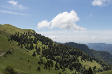 The view of green slope with coniferous forest in a sunny day.