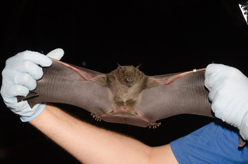 Brazilian bat handle with care. the greater spear-nosed bat is a bat species of the family Phyllostomidae.  It is one of the larger bats of this region and is omnivorous.