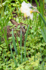 Native bunny hiding in green foliage in the garden
