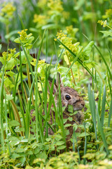 Curious native bunny sitting in green foliage in the garden
