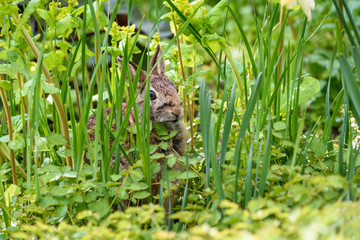 Curious native bunny sitting in green foliage in the garden
