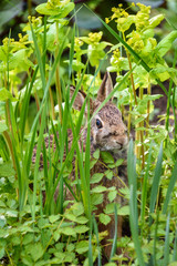 Naklejka na ściany i meble Curious native bunny sitting in green foliage in the garden 