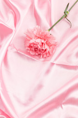 Fototapeta na wymiar The carnation is a symbol of love for your mother