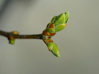 the first spring Bud of the tree. macro
