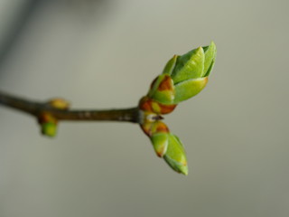 the first spring Bud of the tree. macro