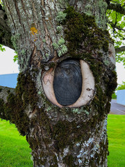 The perfect mossy oak tree knot for boyfriend girlfriend lovers to carve their initials