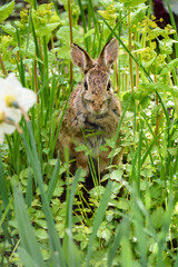 Curious native bunny sitting in green foliage in the garden
