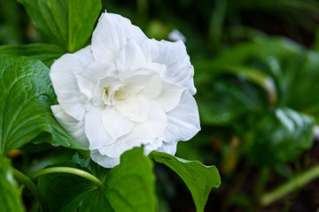 Great white trillium, trillium grandiflorum 'Flore Pleno', blooming in a garden
