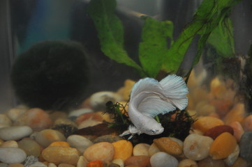 White betta swimming through aquatic plants