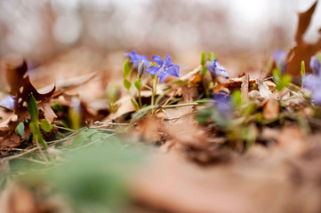 First spring flowers blooming on the forest floor