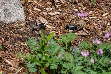 Baby junco bird sitting in a garden with mouth open waiting for food from parent
