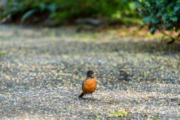 American robin sitting on a gravel path with food in its mouth
