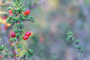 Red Wild fruits, in Patagonia Forest, Argentina