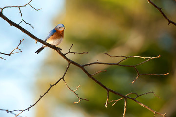 Eastern bluebird sitting on branch in early spring