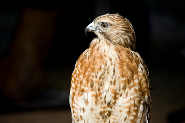 Closeup of hawk in bright sunlight