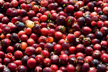 Closeup of cranberries during fall harvest