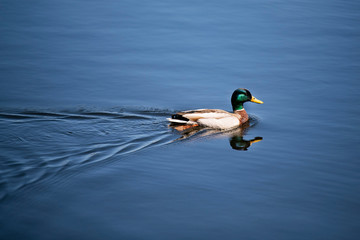 Mallard duck with reflection swimming in pond