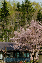 北海道の田舎　桜と廃屋（既に取り壊し済み）