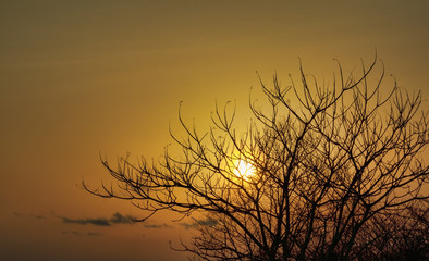 冬　木　夕暮れ　素材