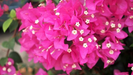 Fototapeta premium The colorful of Bougainvillea in Thailand