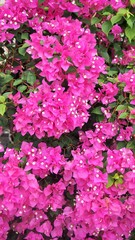 Obraz premium The colorful of Bougainvillea in Thailand