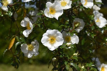 Rosa laevigata flowers / Rosaceae vine shrub.
