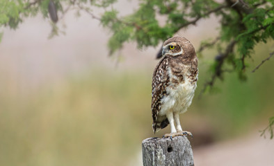 Hermosa lechuza parada en un poste a la derecha de la imagen, mirando hacia la izquierda a una posible presa	