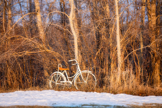 A White Banana Bike With An Orange Seat Leaning Against A Tree In A Forest Of Bare Trees With Some Snow In A Springtime Landscape At Sunset