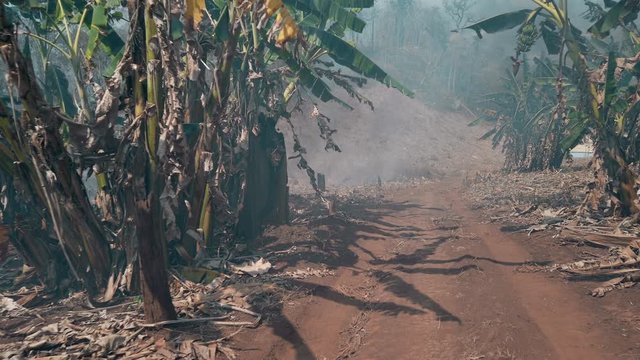 Global warming crisis. Slash and burn agriculture. Climate change, deforestation. Footage 4k