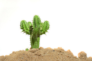 Isolated cactus on white background