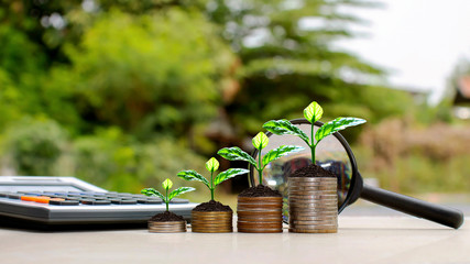 Small tree that grows on a pile of money. Financial investment ideas.