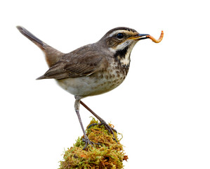 Happy bird with fresh meal worm in its mouth while perching on mossy green grass spot isolated on white background, female bluethroat