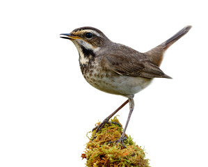Happy bird with fresh meal worm in its mouth while perching on mossy green grass spot isolated on white background, female bluethroat