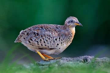 humped back of camouflage brown bird perching over ground in bushy spot, yellow-legged buttonquail