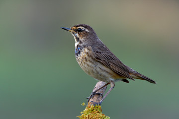 Fototapeta premium juvenile male Bluethroat, funny pale brown with some blue and black plumage on its breast perching on mossy stick over fine and blur background