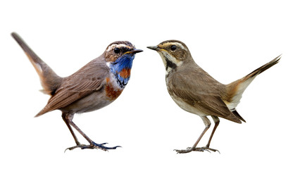 most beautiful bird on sex identity for male with blue chest and female with black chest feathers, pair of Bluethroat isolated on white background