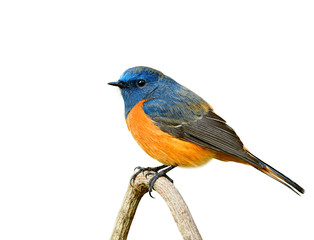 Beautiful blue and oragne Bird perching on wooden stick isolated background, exotic wild animal collection