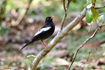 Fototapeta premium Beautiful black bird with yellow bills and grey feathers on its wings perching on tree branch, Turdus boulboul (Grey-winged blackbird)
