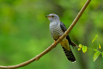 Beautiful grey and stripe belly bird perching on curve branch over fine green background, himalayan cuckoo